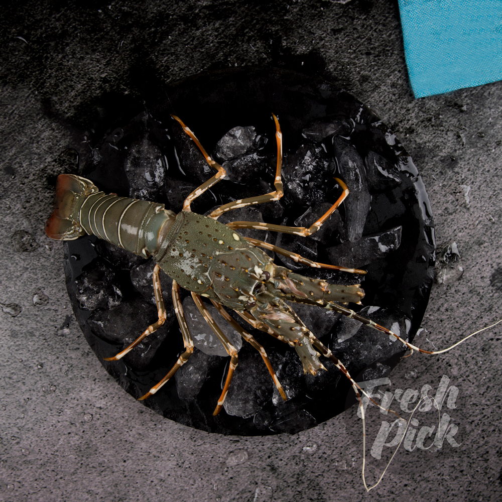 Lobster - 300g - 500g Medium (1 piece)